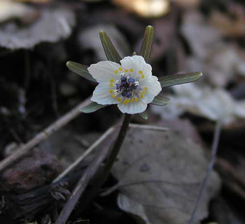 Natures
                                    bounty