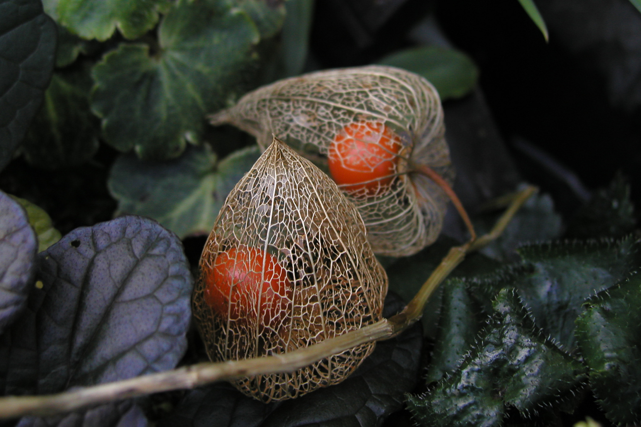 虫が作ったほうずきのランプ