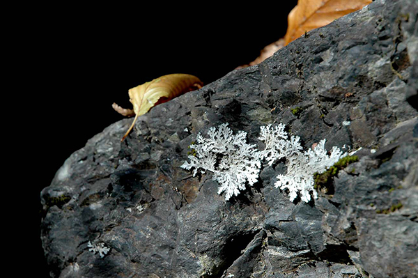 石と地衣類、落ち葉